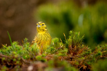 Curious Yellowhammer