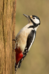 Great Spotted Woodpecker