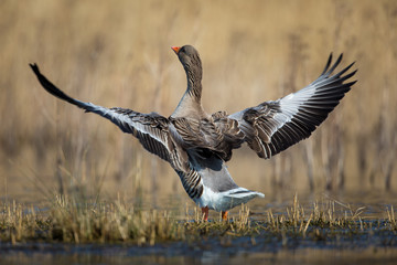 Greylag Goose Taking off