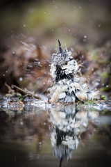 Bathing Crested Tit