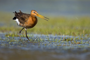 Splashing Black-tailed Godwit