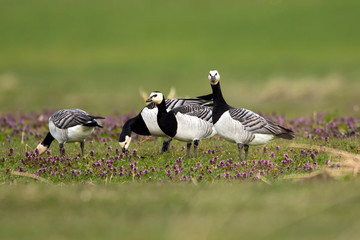 Barnacle Geese