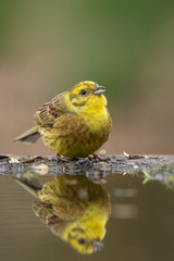 Yellowhammer Filling up
