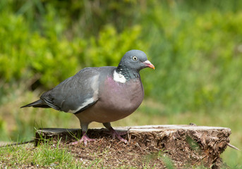 Common wood pigeon (Columba palumbus) in forest.
