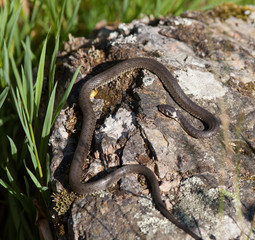 Grass snake (Natrix natrix  lying on a rock by a lake.
