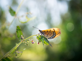 butterfly and flower