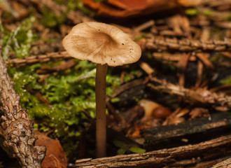 Mushrooms in the forest