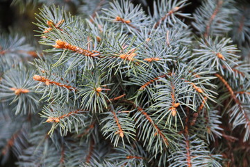 Naklejka na ściany i meble Blue spruce needles on a branches