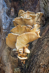 Bracket Fungus