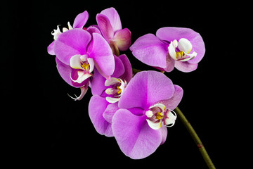 Naklejka premium Różowy kwiat orchidei