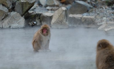 地獄谷　温泉に入るお猿