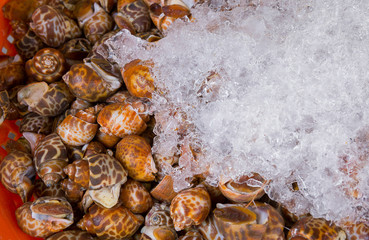 Snails in the market, Thailand