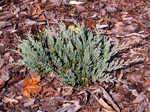 Juniperus horizontalis 'Blue Chip' - creeping juniper  