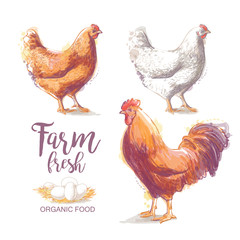 Chicken Vector illustration