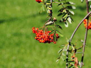 Sorbus aucuparia - rowan, mountain-ash  