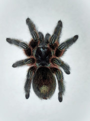 Spider Grammostola rosea