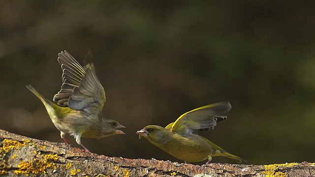 European Greenfinch, carduelis chloris, Female attacking Male, Normandy, Slow Motion