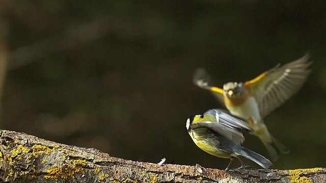 Great Tit, parus major, Male in Taking of with Food in its Beak, Brambling Landing, fringilla montifringilla, Normandy, slow motion