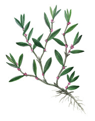 Knotweed herb; Knotweed medicinal and food herb  on a white background
