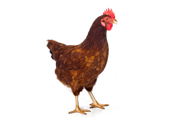 Isolated brown hen with egg in the studio