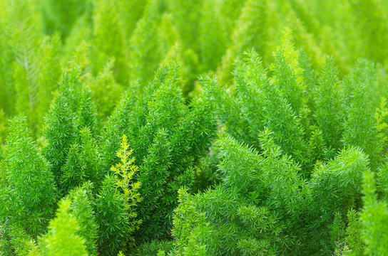 Asparagus Fern