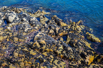 Common black sea ocean water mussels mytilus edulis fresh shell food rock natural environment