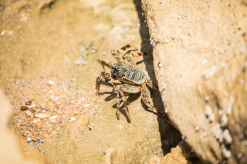 Crab