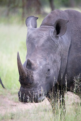 Fototapeta premium Black Rhino