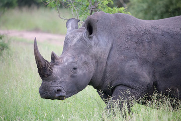 Obraz premium Black Rhino