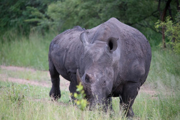 Fototapeta premium Black Rhino