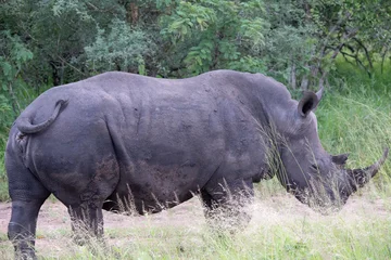 Foto op Plexiglas Black Rhino © TUX