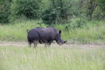 Fototapeta premium Black Rhino