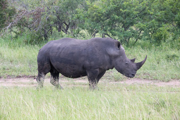 Obraz premium Black Rhino