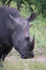 Fototapeta premium Black Rhino