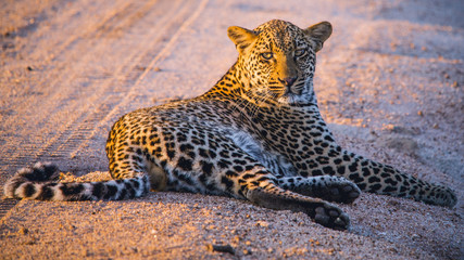 South Africa - Sabi Sand Game Reserve