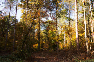Woodland scene with yellow and brown autumn leaves