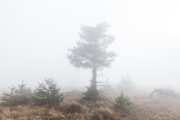 Obraz na płótnie Canvas Mysterious and mystical lonely tree in misty haze