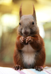 Obraz premium essendes Eichhörnchen