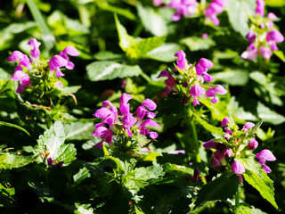 Blooming Lamium maculatum 'Roseum' (spotted henbit, spotted dead-nettle, purple dragon)   