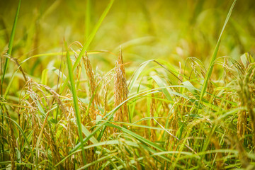 rice in the field with vignette tone