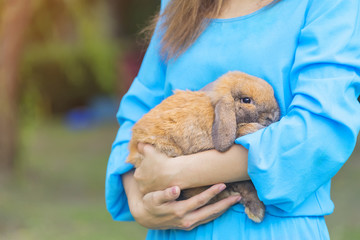Young beautiful woman hug Holland lops brown rabbit with her arms