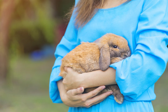 Young Beautiful Woman Hug Holland Lops Brown Rabbit With Her Arms