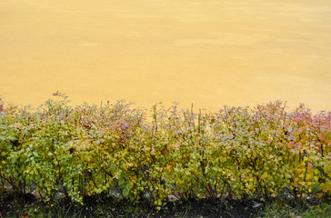Young bushes on a yellow background