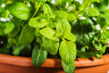 Fresh mint sprinkled with dew.