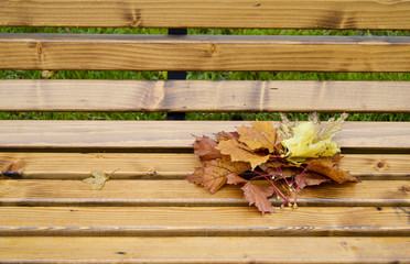 Autumn leaves on a bench