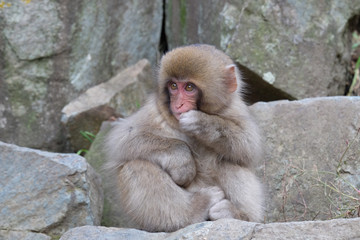 かわいい子猿　地獄谷