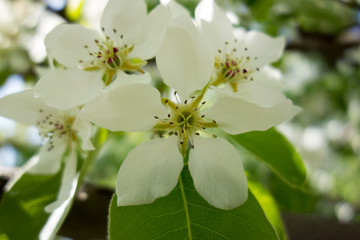 white cherry tree flower in spring