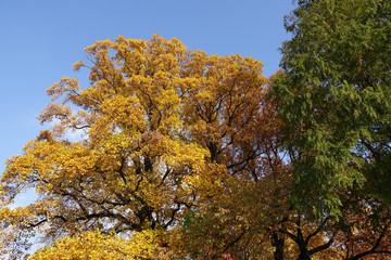 Fototapeta premium ユリノキ