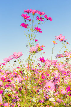 fleurs des champs, cosmos 