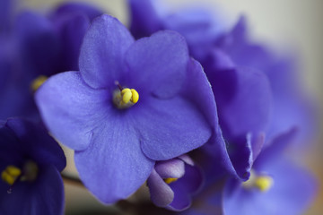 Close-up of violets